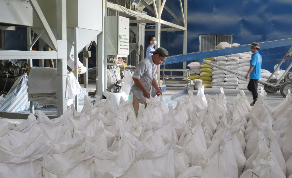Đến nay, tại Long An chỉ có 2 doanh nghiệp được phép xuất khẩu gạo (Trong ảnh: Hoạt động sản xuất, chế biến lúa gạo)