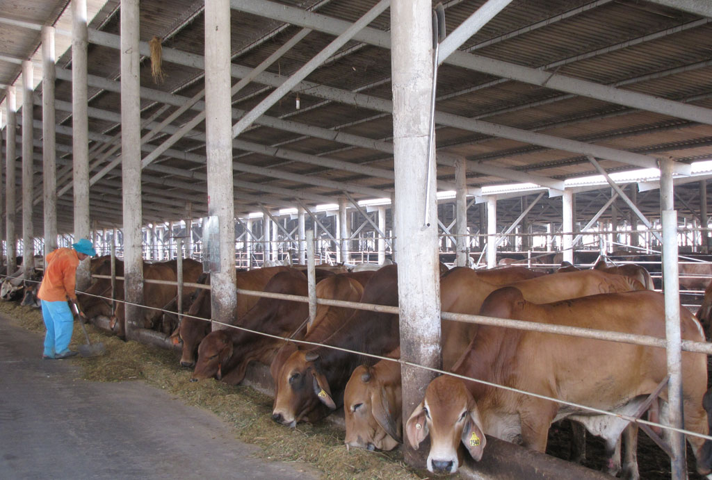 Trang trại chăn nuôi bò Úc của Công ty TNHH Huy Long An (Đức Huệ) cung cấp cho Vissan đủ các tiêu chuẩn về chất lượng lẫn an toàn thực phẩm