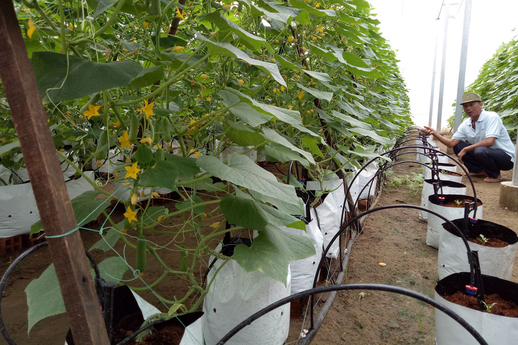 Trồng rau công nghệ cao tại trang trại của ông Trương Văn Phích
