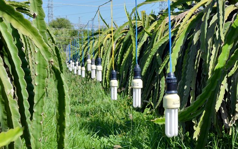 Bóng đèn compact thay thế bóng đèn sợi đốt tại vùng trồng thanh long làm giảm chi phí và tiêu tốn điện năng. (Ảnh: Tietkiemnangluong)