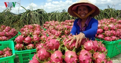 Thanh long là sản phẩm được thị trường Trung Quốc nhập khẩu với số lượng lớn