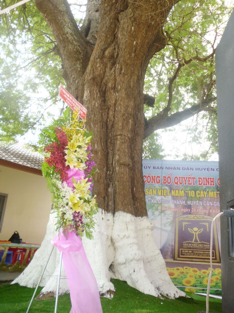 Một trong 10 cây me cổ thụ ở chùa Rạch Núi được công nhận Cây di sản Việt Nam