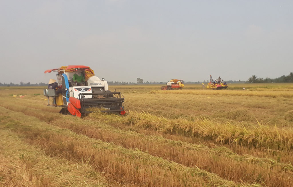 Hình thức liên kết cánh đồng lớn trên cây lúa được chính quyền địa phương ủng hộ, nông dân tin tưởng vì giảm chi phí sản xuất và không lo đầu ra khi thu hoạch. Ảnh: Văn Đát