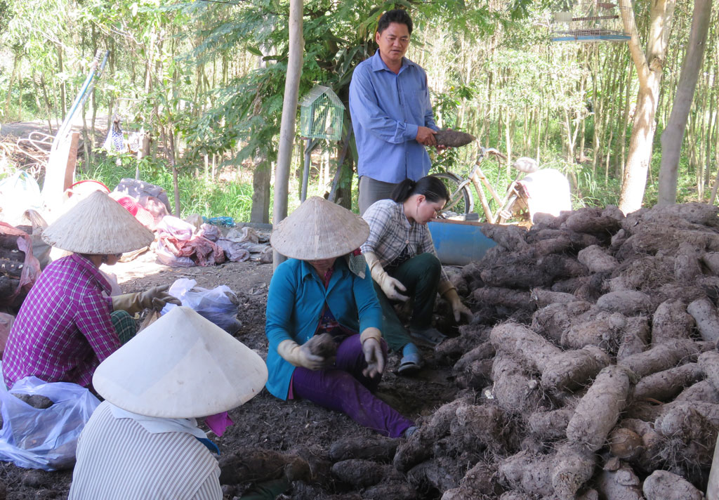 Phân loại khoai mỡ để chuẩn bị giao cho khách hàng tại Hợp tác xã Dịch vụ nông nghiệp Bến Kè (huyện Thạnh Hóa)