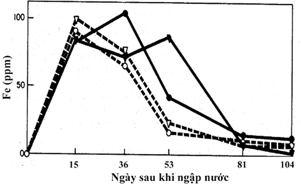 Phân bón Đầu Trâu khắc phục yếu tố bất lợi trong canh tác lúa