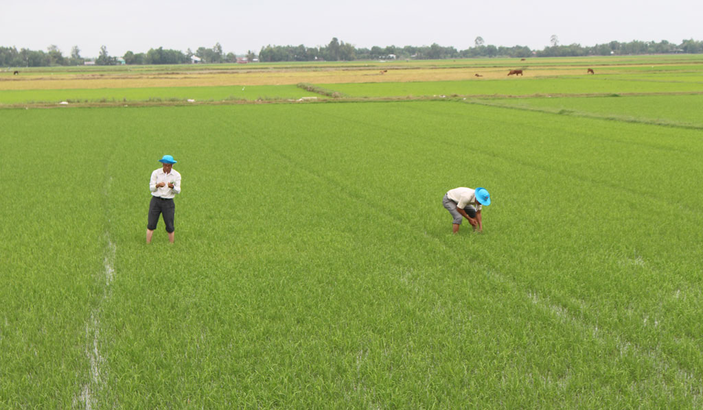 Địa phương thường xuyên tổ chức thăm đồng cùng nông dân chủ động chăm sóc lúa hè thu 2018