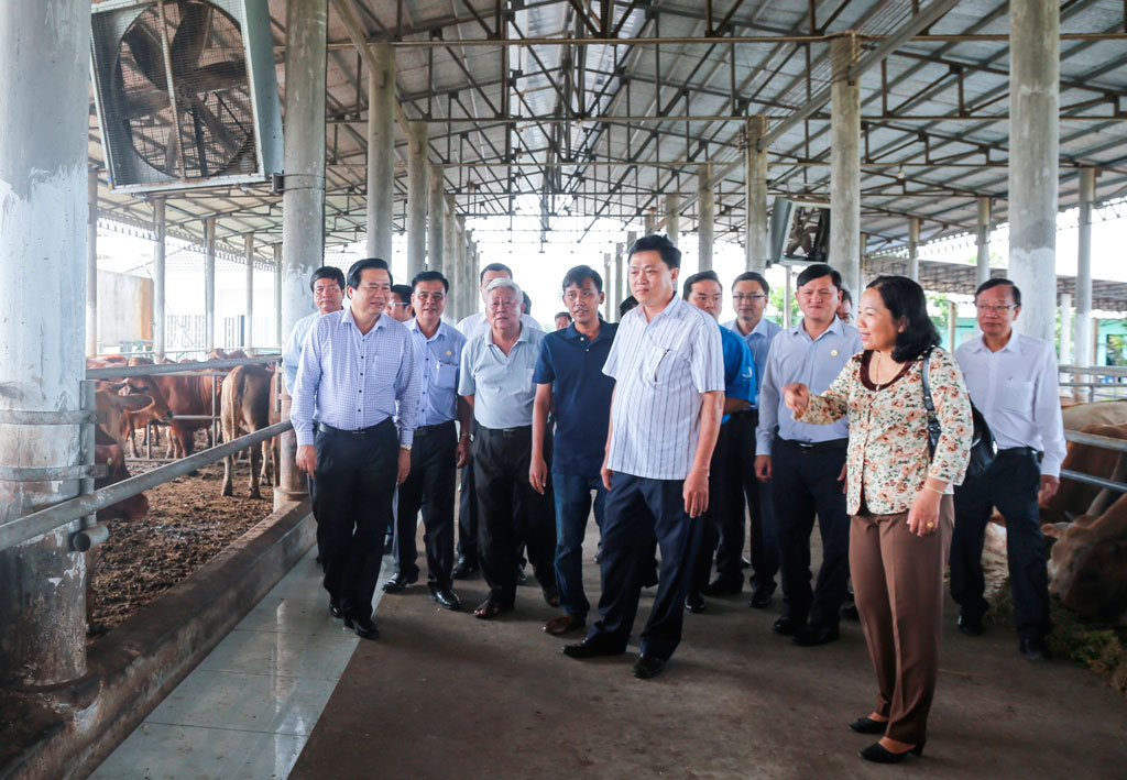 Bí thư Tỉnh ủy, Chủ tịch HĐND tỉnh – Phạm Văn Rạnh tham quan trang trại bò xã Tân Thành