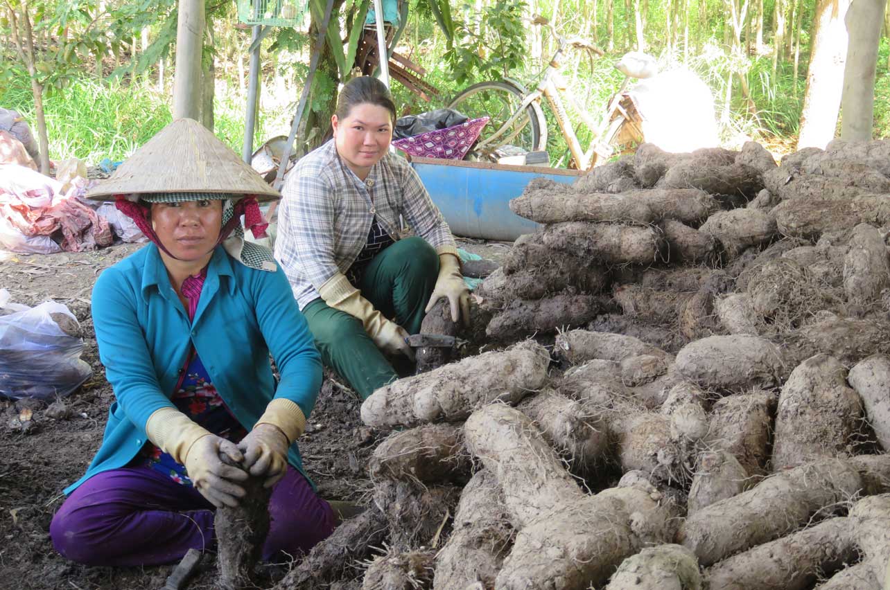 Trồng khoai mỡ có thu nhập cao, ổn định nên có không ít người dân chuyển đổi sang cây trồng này