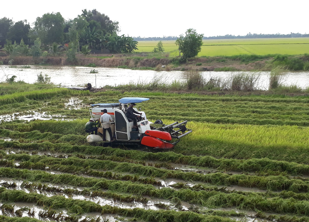 Nhiều diện tích lúa bị ngập mước, nông dân phải thu hoạch lúa non