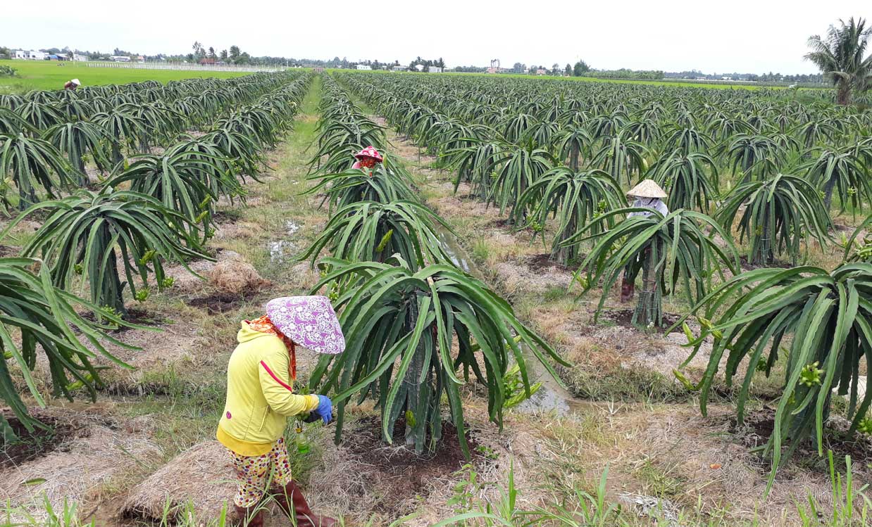 Tân Trụ thực hiện Nghị quyết Đại hội Đảng bộ huyện nhiệm kỳ 2015-2020: Quyết tâm đạt và vượt các chỉ tiêu đề ra Tân Trụ sản xuất nông nghiệp theo hướng ứng dụng công nghệ ca0