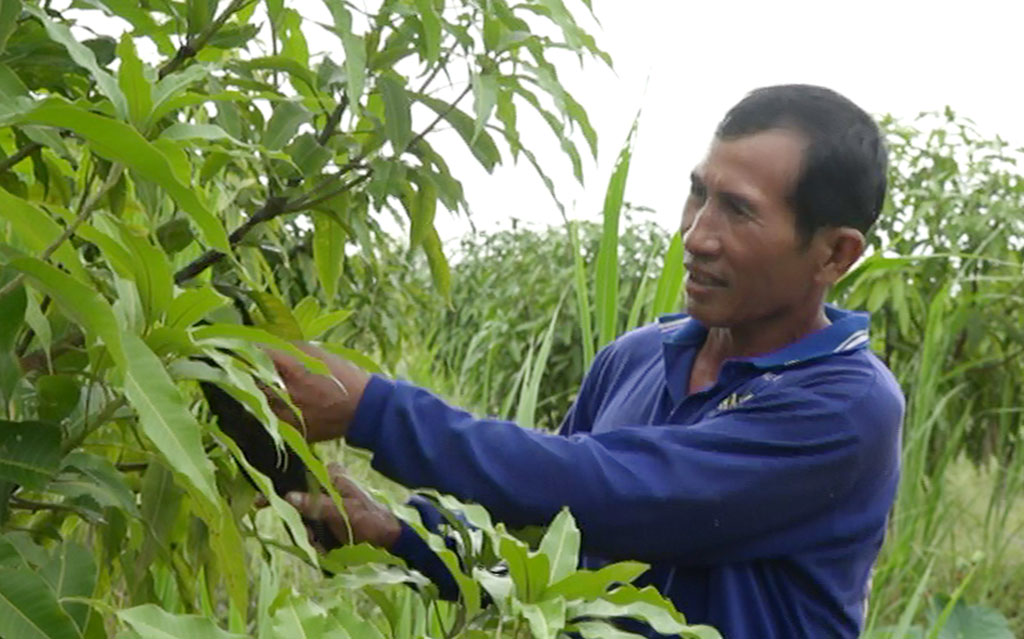 Anh Trần Văn Dừa chăm sóc vườn xoài của mình