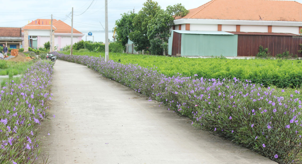 Hội Liên hiệp Phụ nữ xã Long Cang trồng hoa trên tuyến đường Xóm Cầu Cau