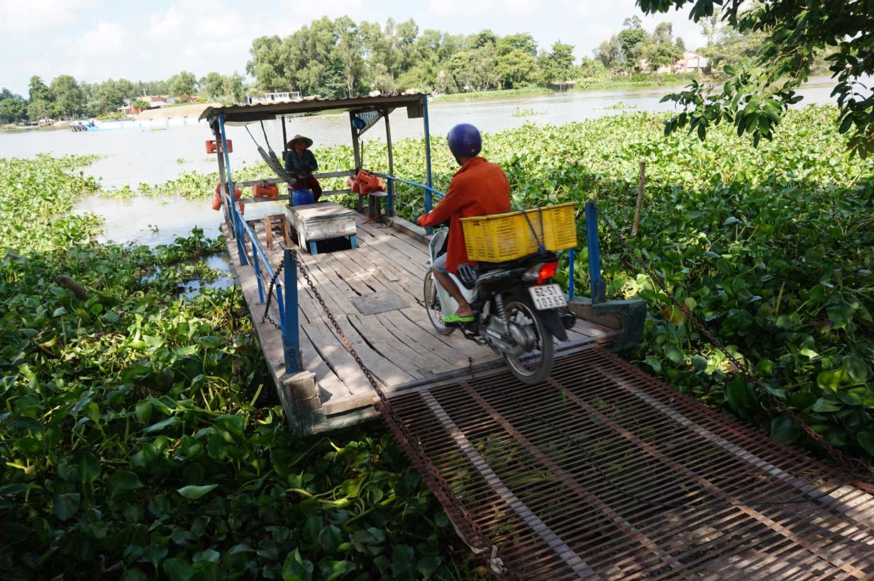 Lục bình cản trở giao thông thủy, tiềm ẩn nguy cơ xảy ra tai nạn giao thông đường thủy (Ảnh chụp tại sông Vàm Cỏ Tây thuộc địa bàn xã Thạnh Phú, huyện Thạnh Hóa)