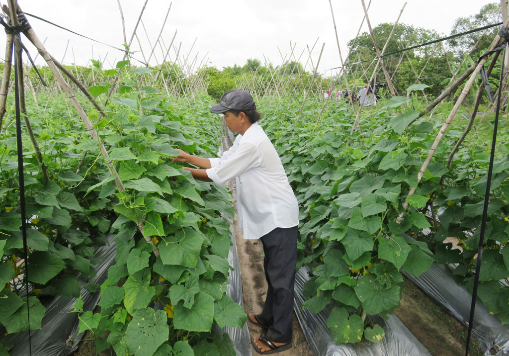 Thành viên Hợp tác xã Rừng Dầu chăm sóc vườn rau
