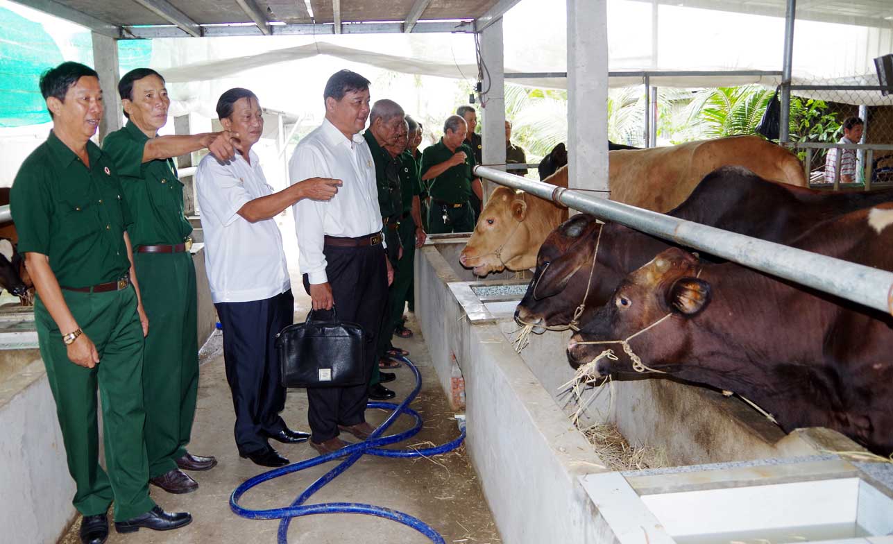 Thành viên Câu lạc bộ Doanh nhân cựu chiến binh tham quan mô hình nuôi bò của Hội Cựu chiến binh huyện Cần Đước