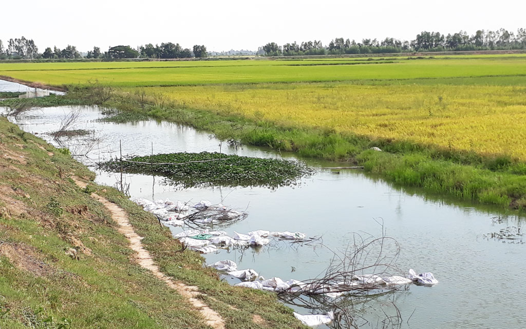 Tân Hưng: Người dân đổ cá chết làm ô nhiễm môi trường