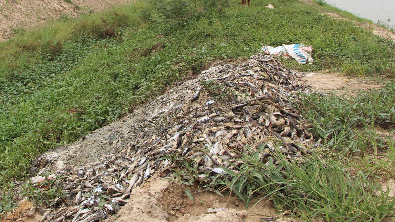Cá chết đổ ngay bên bờ kênh thoát nước dẫn đến ô nhiễm môi trường