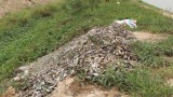 Tân Hưng: Cá tra giống nhiễm bệnh, chết với tỷ lệ cao