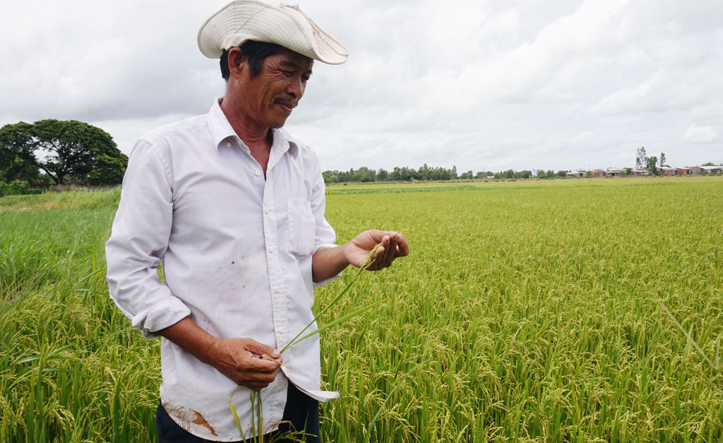 Được hỗ trợ về kỹ thuật, năng suất, chất lượng lúa ngày càng nâng cao, mang lại lợi nhuận cao cho nông dân
