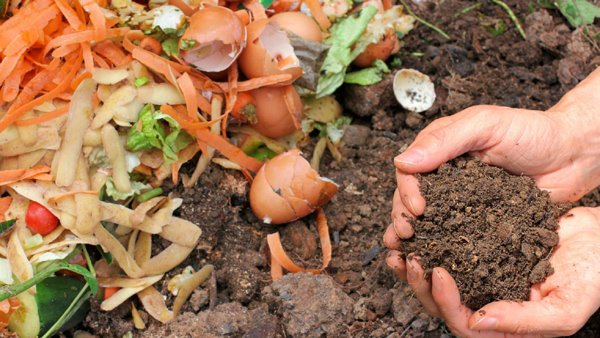 Tận dụng rác hữu cơ như vỏ củ quả, lá úa, lá sâu để ủ thành phân xanh cho khu vườn của mình