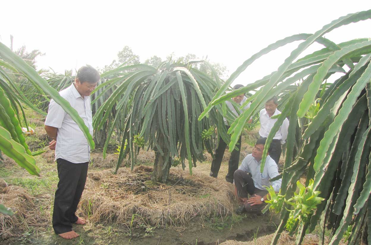 Nông dân trồng thanh long ứng dụng công nghệ cao ở xã Bình Tịnh