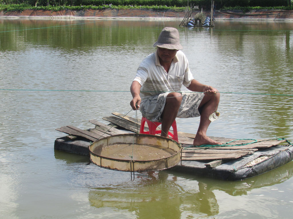 Nông dân cần chủ động phòng bệnh trên tôm