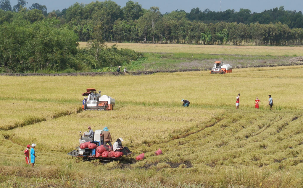 Huyện thực hiện được gần 1.100ha vùng chuyên canh lúa chất lượng cao