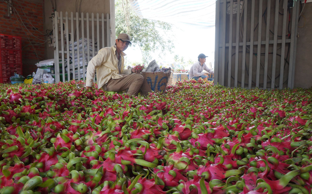 Những năm qua, thanh long mang lại giá trị kinh tế cao