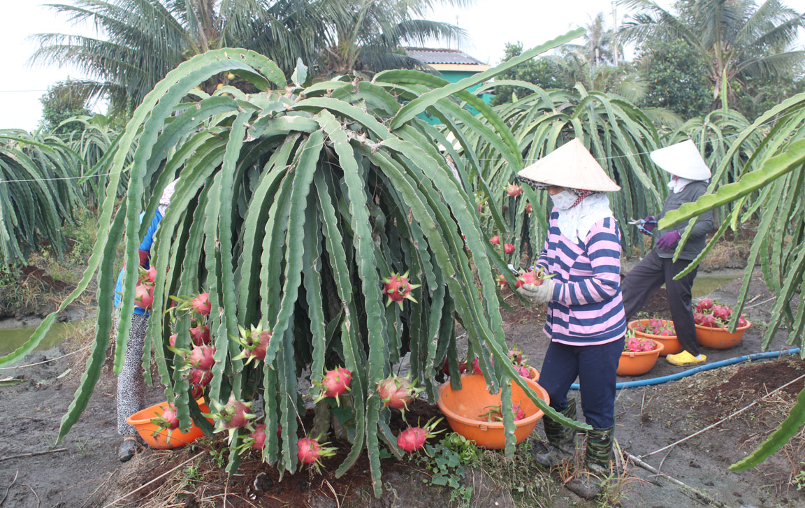 Bất cập trong quản lý điện: Bài 1 - Kinh doanh bằng tài sản Nhà nước nhưng không phải đóng thuế? Huyện Châu Thành có 8.300 ha thanh long, do đó nhu cầu sử dụng điện xông đèn thanh long là rất cao