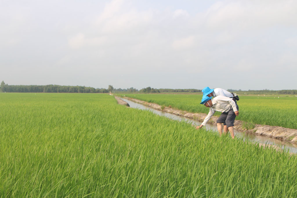 Chính quyền địa phương không khuyến khích sản xuất lúa vụ 3 nhưng nông dân vẫn tự ý gieo sạ