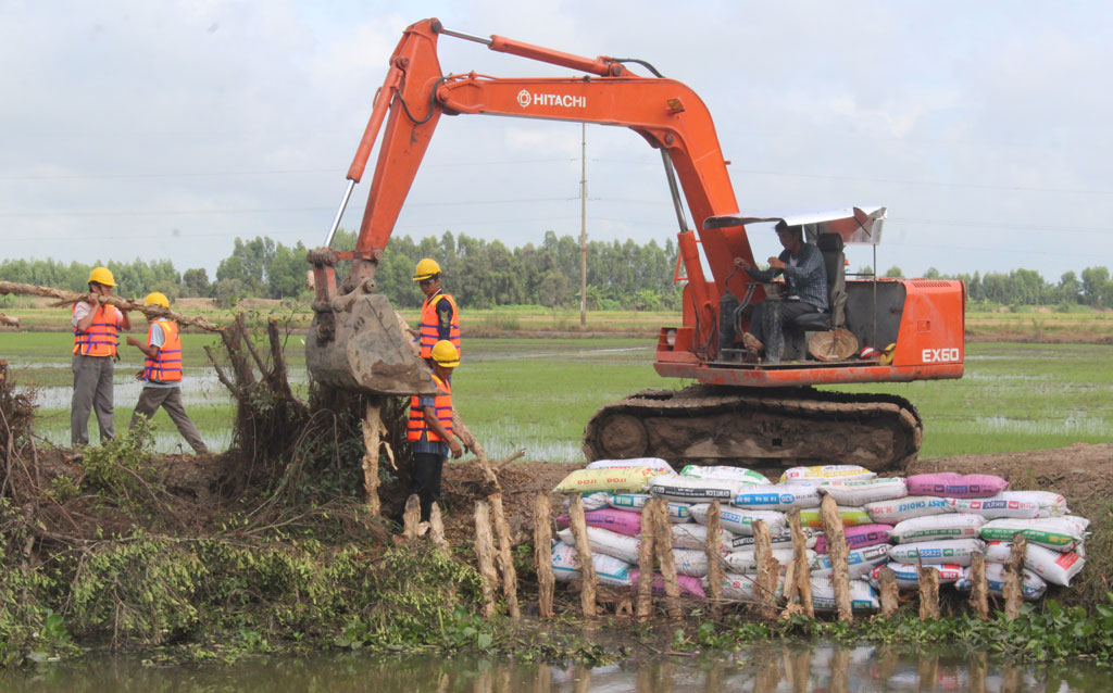 Gia cố đê bao bảo vệ lúa Thu Đông