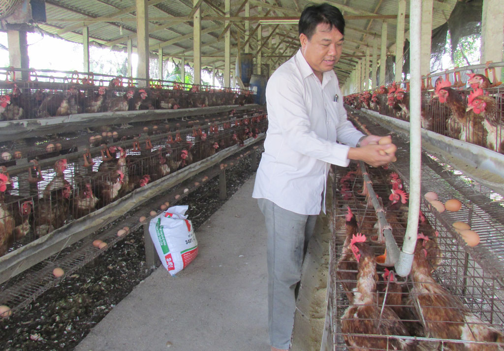 Liên kết sản xuất, bảo đảm đầu ra cho nông sản Hợp tác xã giúp người chăn nuôi tiếp cận và ứng dụng tiến bộ khoa học- kỹ thuật
