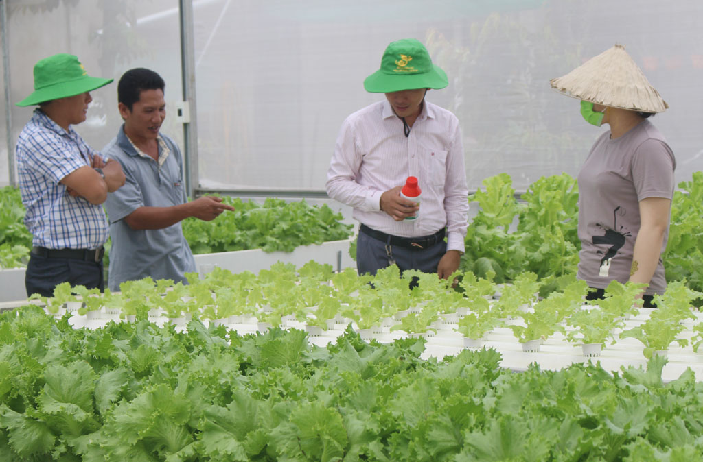 Liên kết sản xuất, bảo đảm đầu ra cho nông sản Thông qua hợp tác xã, xã viên được hưởng các chính sách hỗ trợ từ Nhà nước. Ảnh: Huỳnh Phong