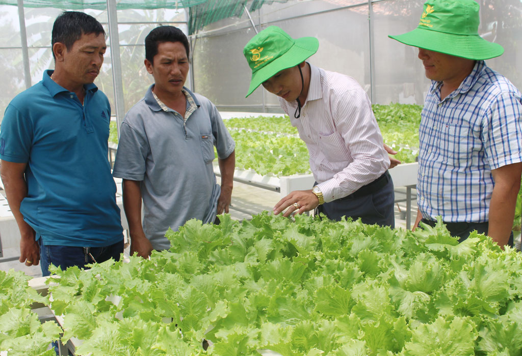 Liên kết sản xuất, bảo đảm đầu ra cho nông sản