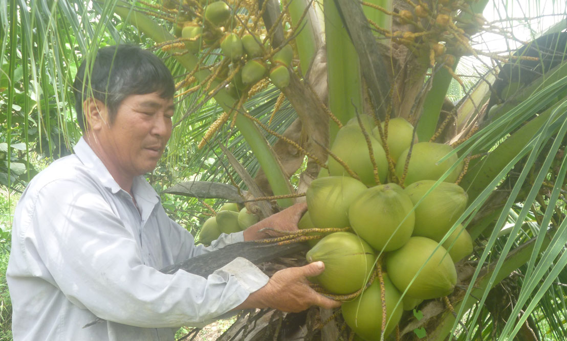 Dừa đầy trái