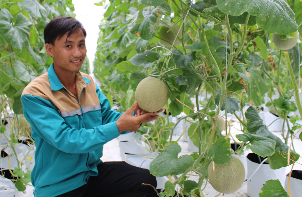 Phát huy sức trẻ, anh Đinh Xuân Quy chịu khó nghiên cứu, sáng tạo và bước đầu thành công với mô hình trồng dưa lưới sạch