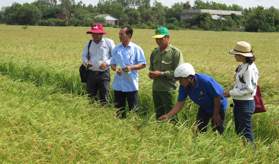 Ruộng lúa thực hiện chương trình canh tác lúa thông minh