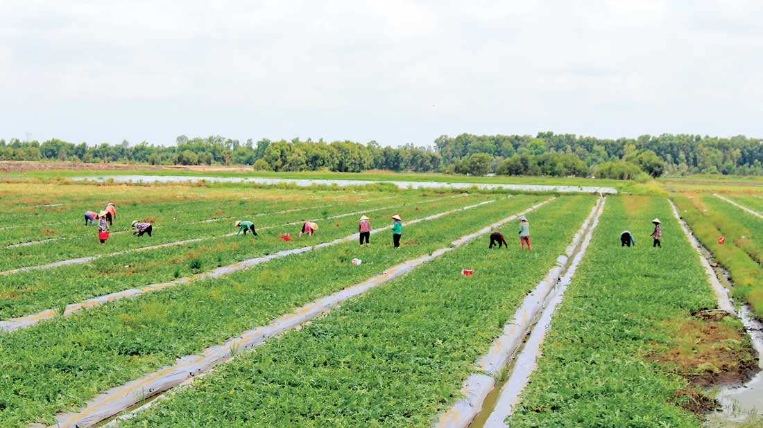 Ngoài cây lúa, sản xuất dưa hấu theo hướng an toàn góp phần nâng cao nguồn thu nhập cho người dân vùng biên Mộc Hóa