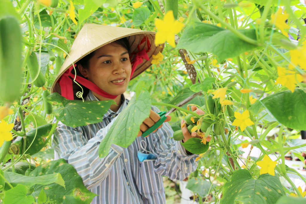 Làm nông giữa lòng đô thị  Báo Đồng Nai điện tử