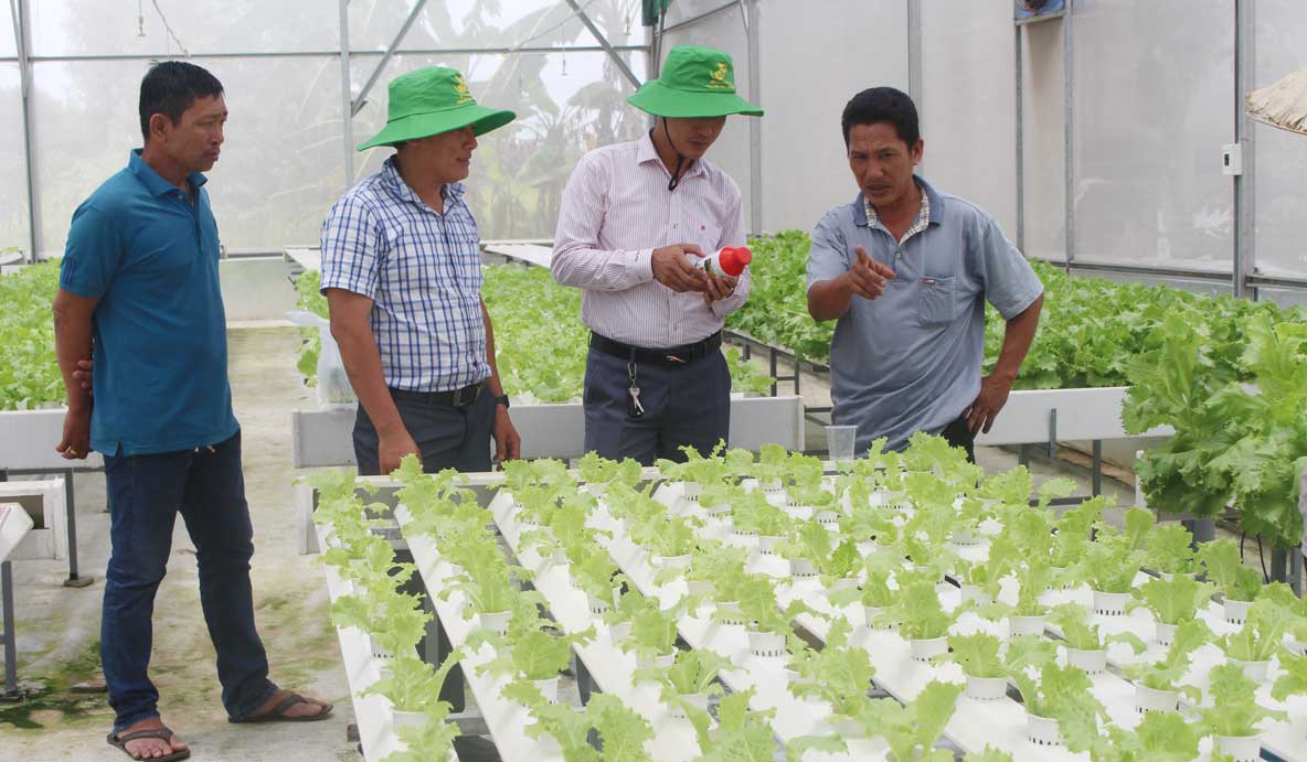 Sản xuất rau sạch - hướng đi bền vững Cần liên kết doanh nghiệp bảo đảm đầu ra sản phẩm