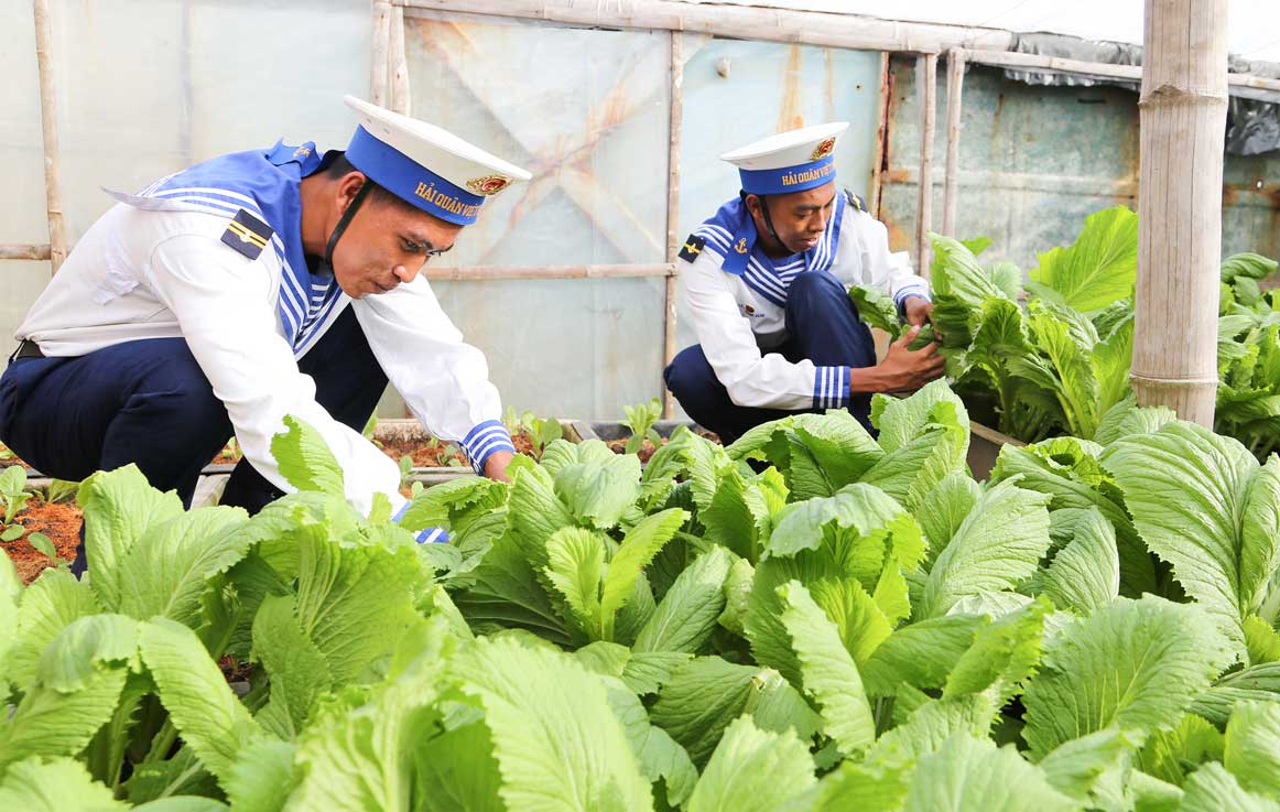 Chăm sóc rau xanh trên đảo Đá Đông C