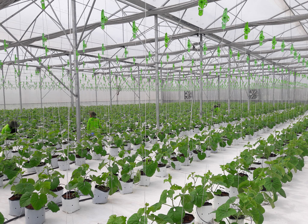 Nhiều mô hình nông nghiệp ứng dụng công nghệ cao đang được đầu tư nhân rộng trên địa bàn huyện Cần Giuộc