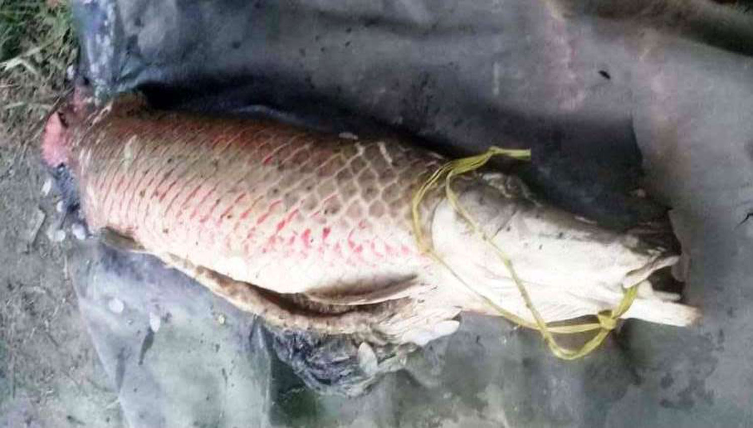 An Giang: Đi thăm đồng bắt được cá thiêng đỏ như máu dài 1,6 mét