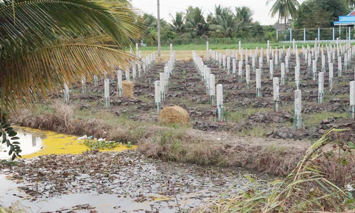 Việc trồng trọt của người dân sinh sống phía sau công ty ít nhiều bị ảnh hưởng