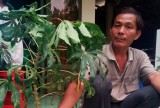 Thủ Thừa: Trên 53ha khoai mì bị nhiễm virus khảm lá