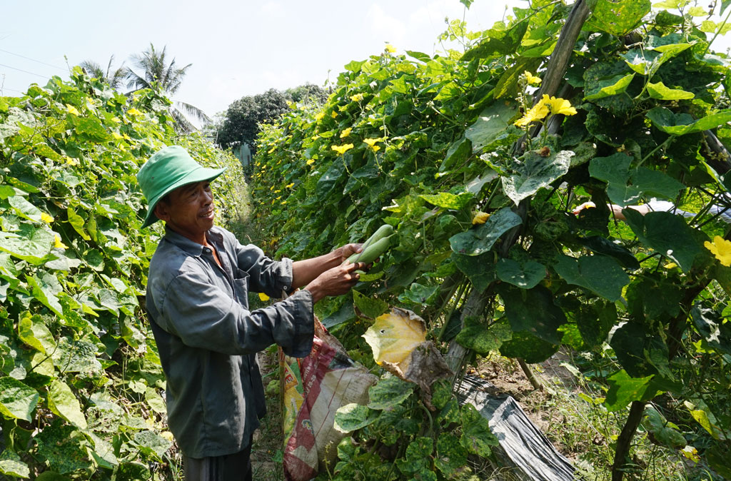 Sản xuất ứng dụng công nghệ cao - Tăng thu nhập cho nông dân Nông dân mạnh dạn ứng dụng tiến bộ khoa học - kỹ thuật vào sản xuất đạt hiệu quả cao