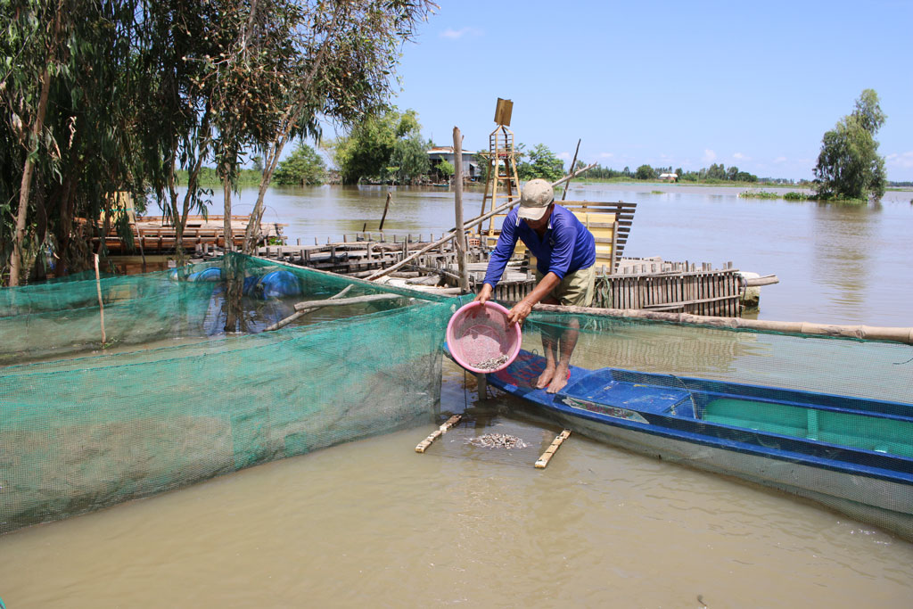 Người nuôi cá cũng gặp không ít khó khăn do nguồn cá tạp ngày càng ít dần