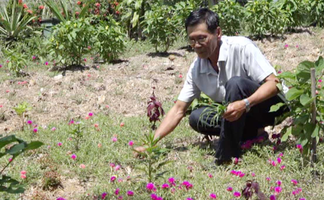 Ông Võ Văn Cai chăm sóc hoa trồng cặp Đường tỉnh 831