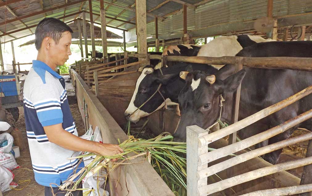 Khoảng 1.500 hộ dân tham gia chăn nuôi bò sữa