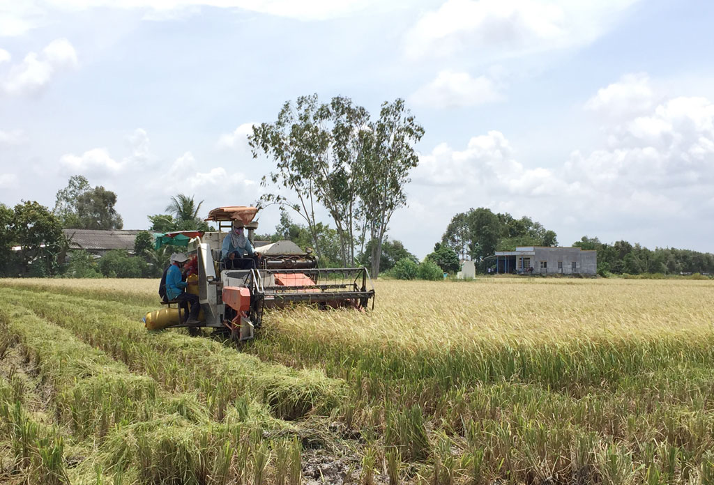 Tham gia vào vùng lúa ứng dụng công nghệ cao giúp nông dân Thủy Đông giảm chi phí sản xuất, tăng lợi nhuận
